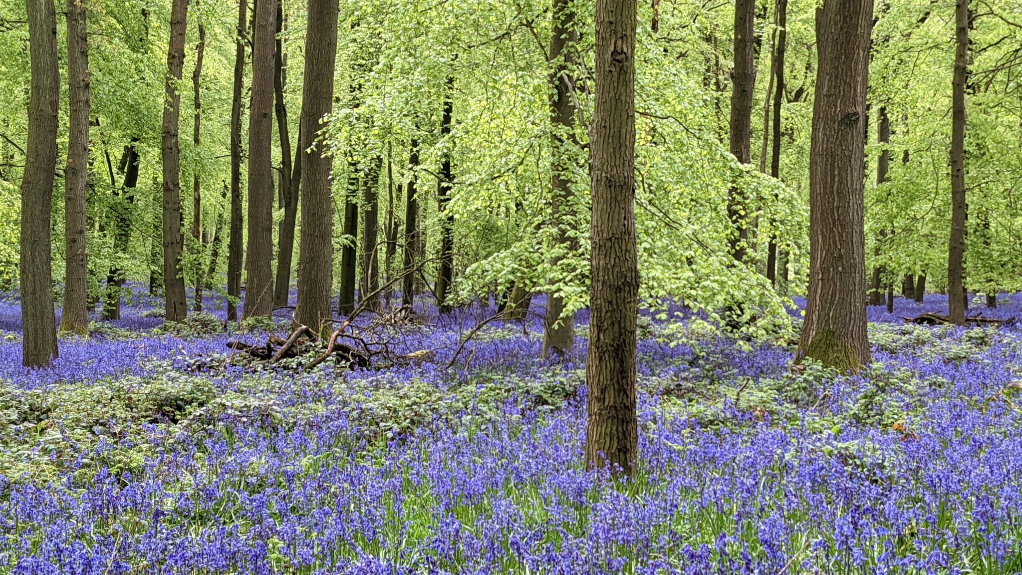Bluebell Season in Tonbridge: Top Spots to See Spring in Bloom