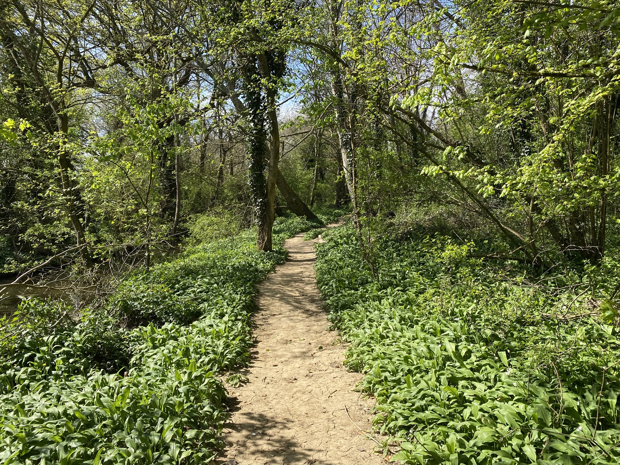 Foraging Wild Garlic in Tonbridge: Best Spots & Simple Recipes