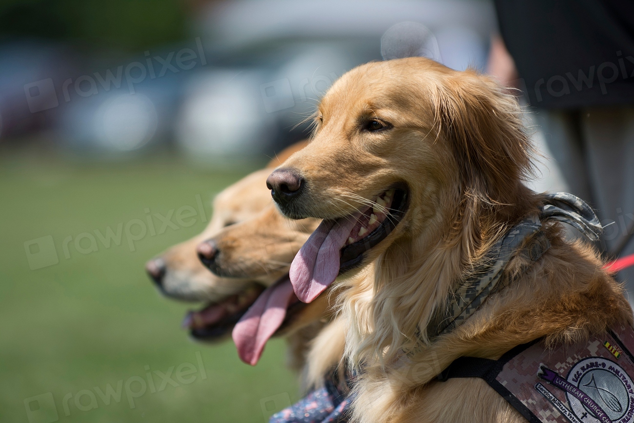 Canines Take Over Tonbridge Castle this weekend