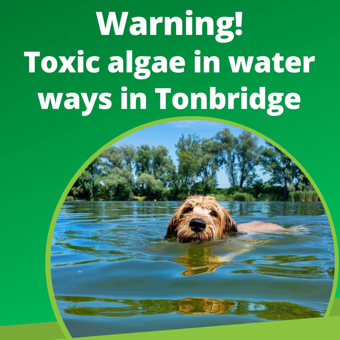 Blue-Green Algae Returns to the River Medway