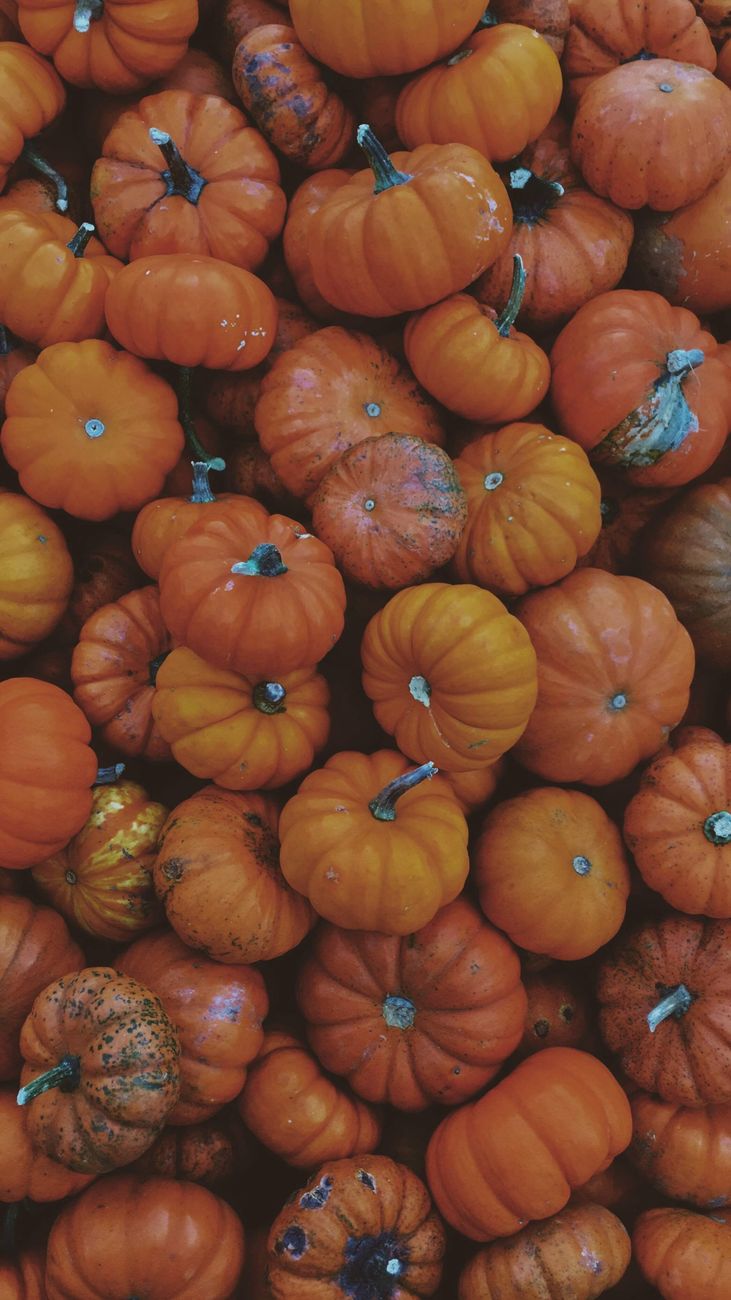 Two Halloween trails are coming to Tonbridge – here’s where to find them